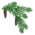Pine branch with pinecones vector